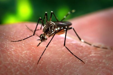 El virus de la fiebre chikungunya azota el Caribe y amenaza con expandirse (Reuters)