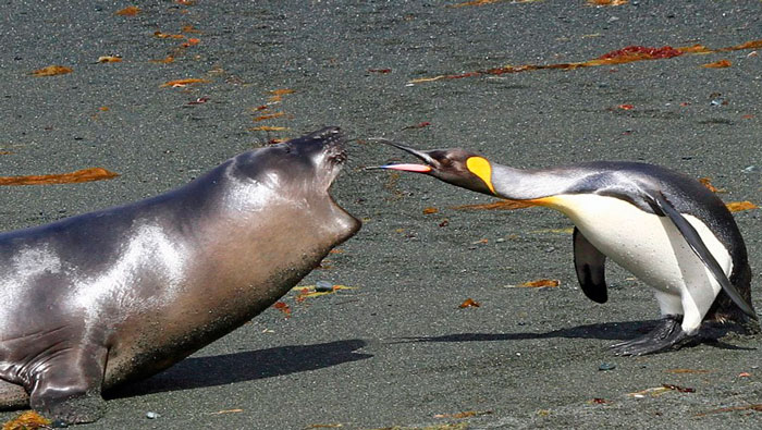 Focas macho asaltan a pinguinos para aparearse (Foto:Archivo)