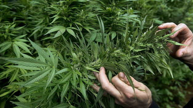 La nueva ley establece que la posesión de pequeñas cantidades de marihuana no es un motivo de arresto.