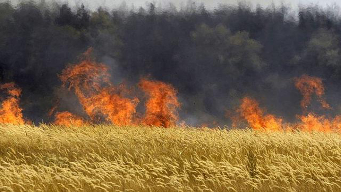 Más de mil hectáreas de cultivos Monsanto fueron quemadas por agricultores de Hungría.