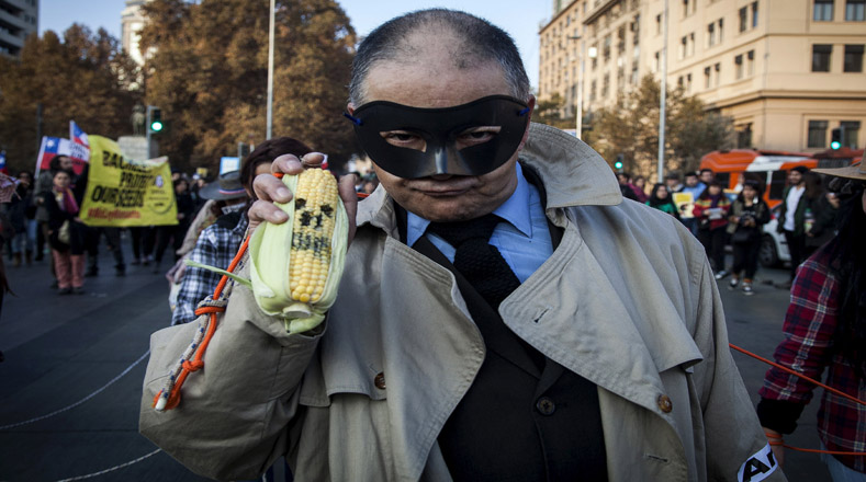 Un manifestante llevaba una máscara y sostiene un maíz "afectado" por Monsanto, durante una marcha de protesta en Chile.