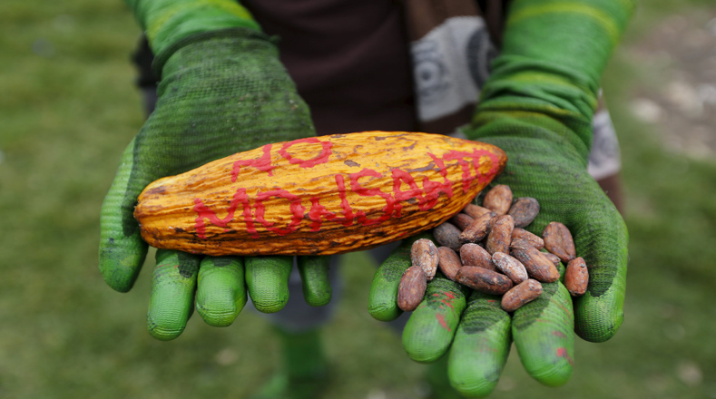 En Colombia protestan en contra de Monsanto, la compañía de semillas más grande del mundo, destacando como los organismos modificados genéticamente perjudican a los seres humanos.