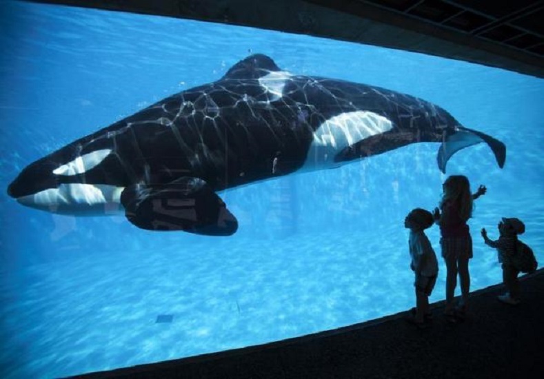 Young children get a close-up view of an Orca killer whale during a visit to the animal theme park SeaWorld in San Diego, California March 19, 2014.