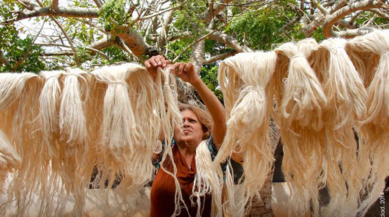 En Venezuela, la Curagua ingresó a la lista de Patrimonio Cultural. Se trata de un conjunto de fibras blancas que se extrae de una planta y con ella se confesionan una serie de objetos artesanales, entre los que destacan las hamacas, que se han convertido en el emblema característico de la región de Aguasay, en el estado Monagas (noroeste). 