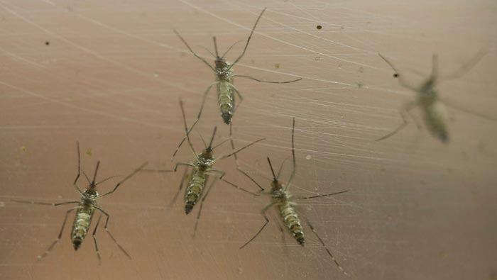 El virus del zika es transmitido por la picadura del mosquito Aedes aegypti