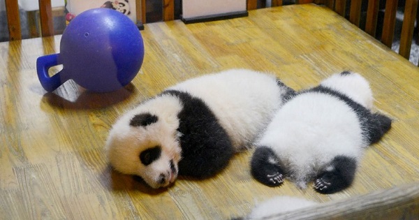 Panda cubs sleep at the Chengdu Research Base in China's Sichuan province.
