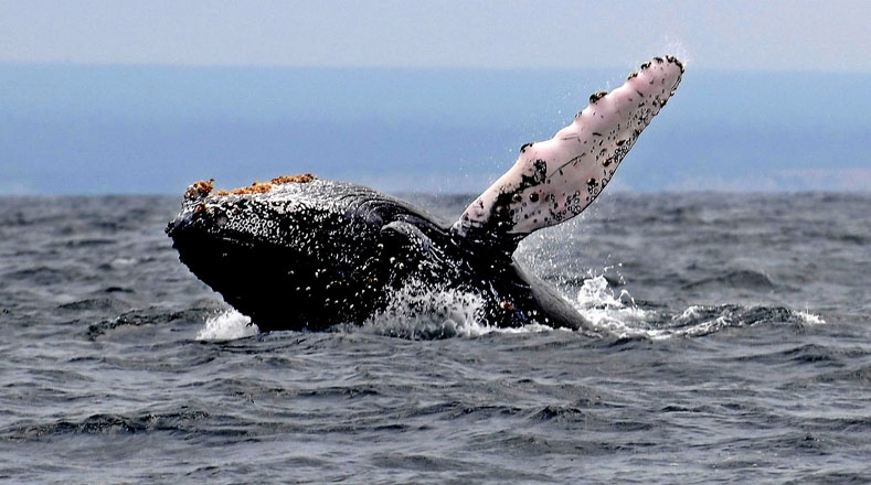 La prohibición de la caza comercial de ballenas, vigente desde hace 30 años, ha permitido salvar a miles de cetáceos.