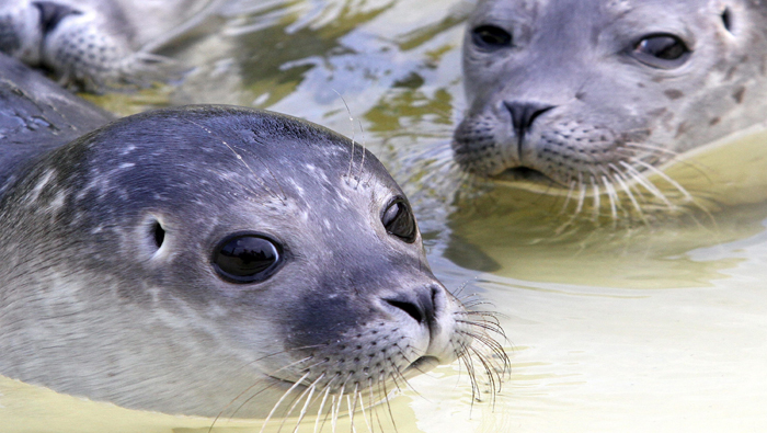 Miles de focas son asesinadas para comercializar sus pieles en todo el mundo.