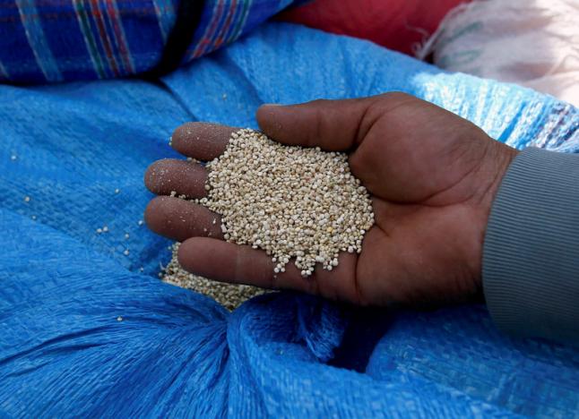 A man holds quinoa grains at a marketplace for small and medium-sized quinoa growers in Challapata, Oruro Department, south of La Paz, Bolivia on April 19, 2014.