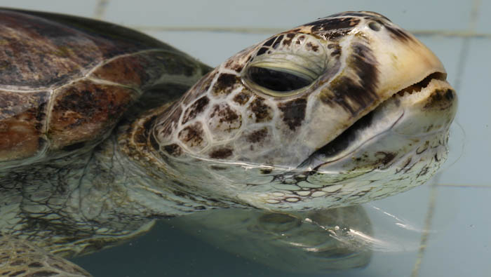 La tortuga verde marina verde puede vivir unos 80 años. 