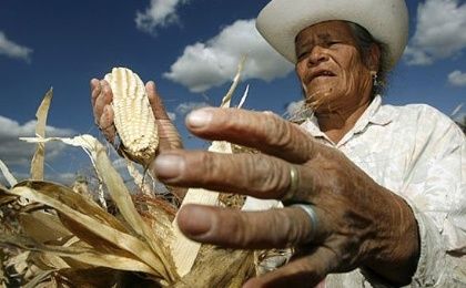 A Mexican farmer harvesting corn. 