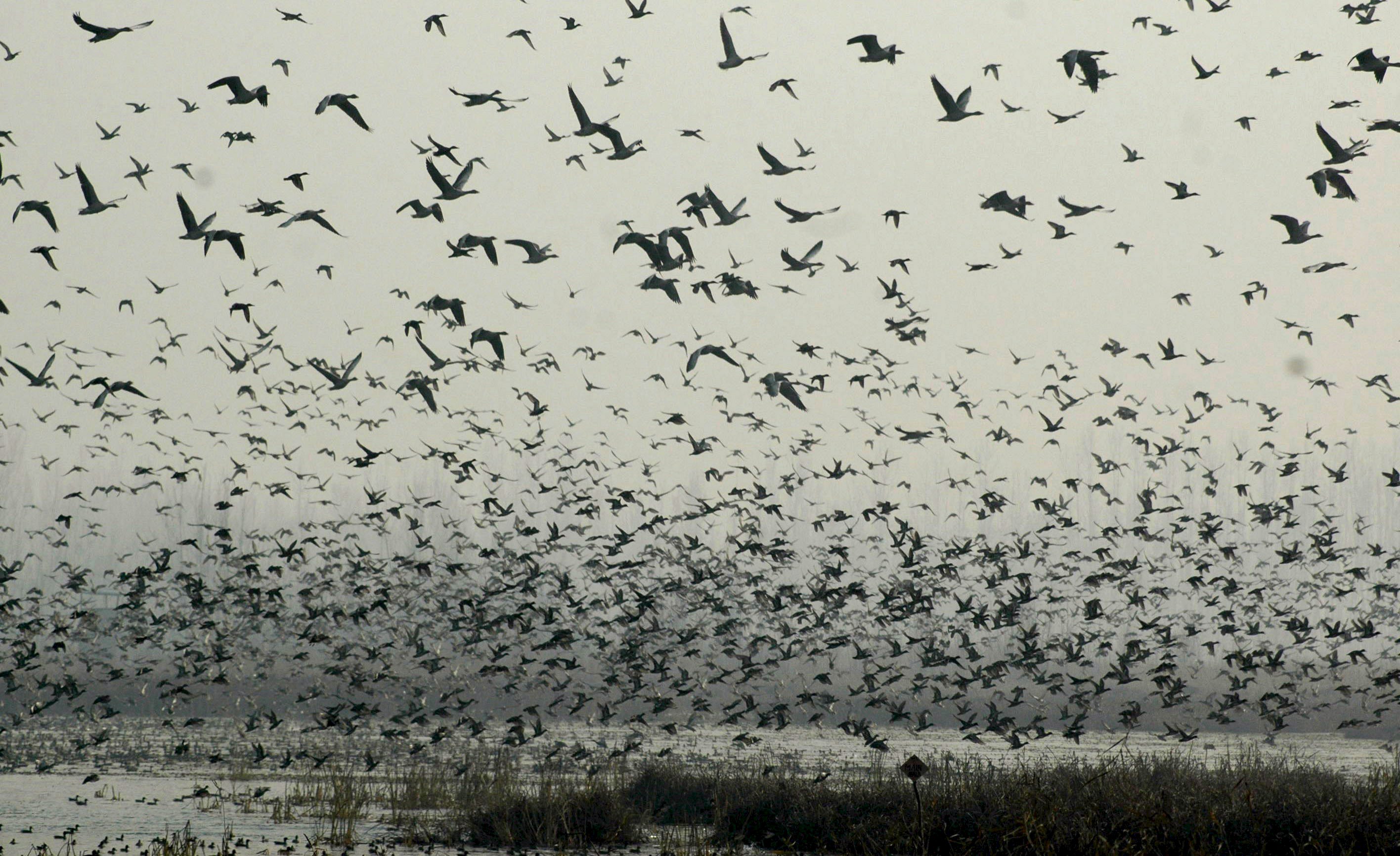El cambio climático ha modificado el hábito migratorio de las aves.