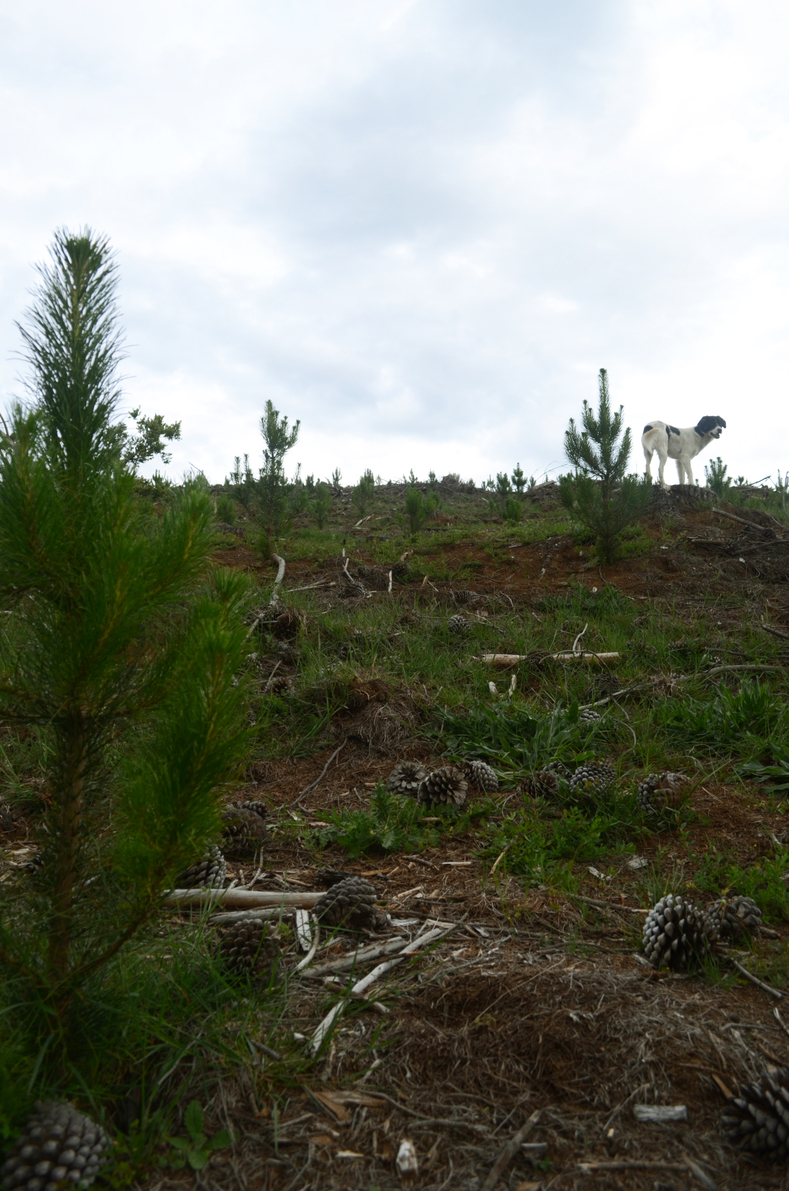 Despite their immense social and ecological value, native forests are fast being replaced by monoculture tree plantations of eucalyptus and pine. 