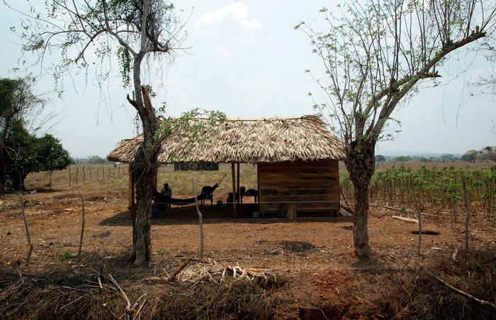 En Colombia el uno por ciento de las explotaciones más grandes acaparan más del 80 por ciento de las tierras rurales.