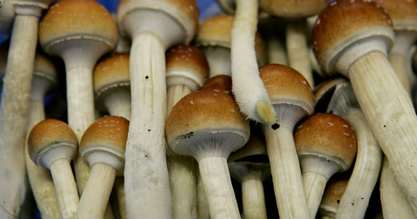 A batch of psychedelic mushrooms.