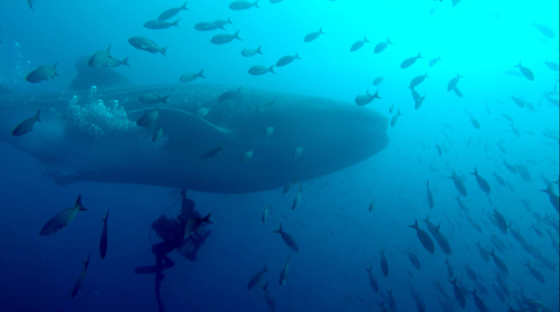 Realizan ultrasonido a tiburones ballena en estado silvestre