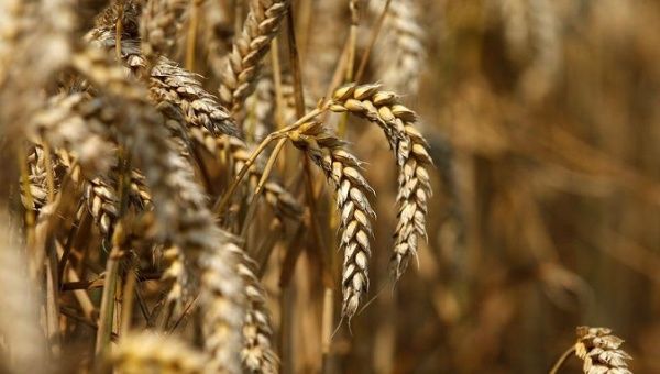 Russia began its first shipment to provide wheat to Venezuela.