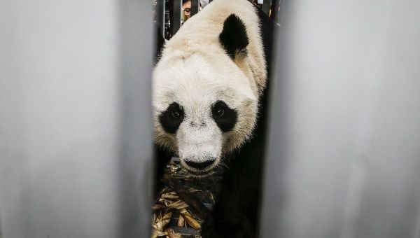 Diplomacia Panda envía dos osos a zoológico en Indonesia