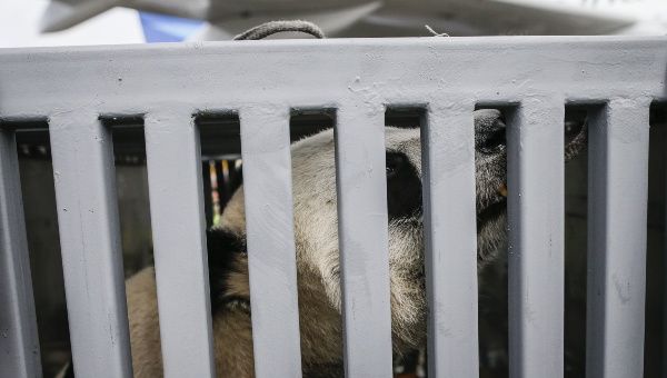 Diplomacia Panda envía dos osos a zoológico en Indonesia