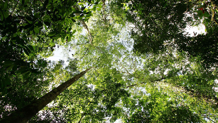 Los científicos observaron en los ecosistemas aspectos como el adelgazamiento del tronco, lo que afecta las emisiones.