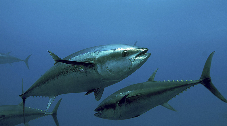 Atún rojo (Thunnus spp), en el Atlántico (es el más grande y más amenazado). La mayor parte de las capturas de atún rojo del Atlántico se toman del Mar Mediterráneo; debido a su pesca el atún rojo está en extinción.