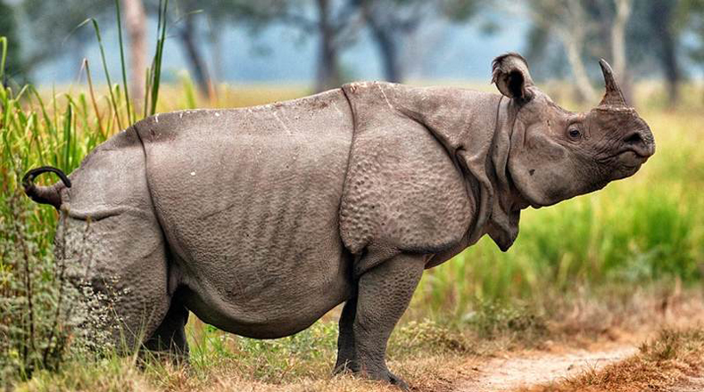 Rinoceronte Javan (Rinoceronte sondaicus); son los más amenazados de las cinco especies de rinocerontes, existen alrededor de 68 en el Parque Nacional Ujung Kulon en Java, Indonesia.
