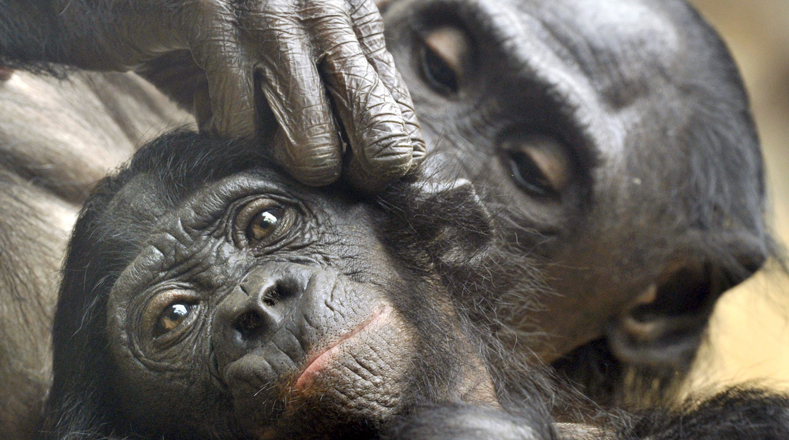 Bonobo (Pan Paniscus). La especie silvestre solo puede encontrarse en bosques al sur del río Congo, en la República Democrática del Congo (RDC). Población: (Entre 10.000 a 50.000 animales).