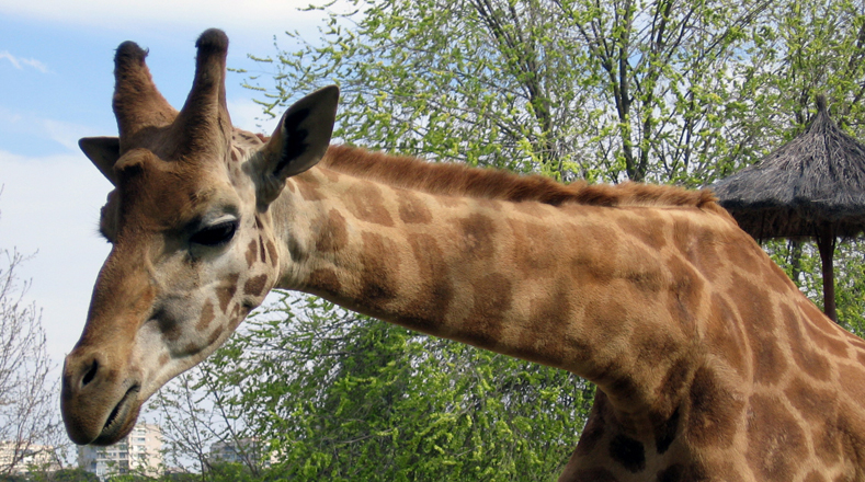 Jirafa icónica (Giraffa camelopardalis). Es el mamífero terrestre más alto, la especie se ubica en África meridional y oriental, se cuantificó una disminución dramática de su población de un 36-40 por ciento. Población: (casi 98.000 animales hasta 2015).