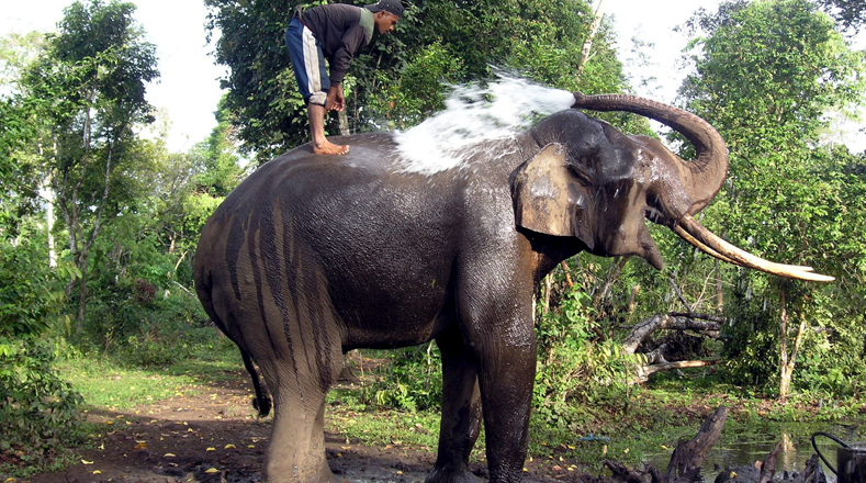 Elefante asiático (Elephas maximus indicus). Son extremadamente sociables, se agrupan entre seis a siete hembras relacionadas que son conducidas por la hembra más vieja, la matriarca. Población (Entre 40.000 y 50.000 animales).