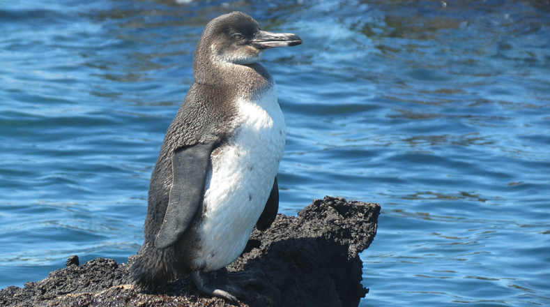 Pingüino de Galápagos (Spheniscus mendiculus). Es la única especie de pingüino que se encuentra al norte del Ecuador y en las Islas Galápagos. Población estimada en menos de dos mil.