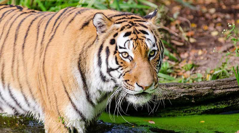 Tigre indochino (Panthera tigris corbetti). Esta subespecie se ubica en Dawna Tennaserim en la frontera Tailandia-Myanmar. Se estima que quedan 250 tigres en esa zona.
