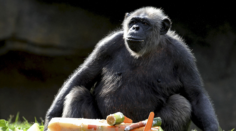 Chimpancé (Pan trogloditas). Su hábitat se ubica en los bosques de África central, sin embargo, los pueden localizar en bosques húmedos y secos. Población: (172.700 a 299.700 animales).