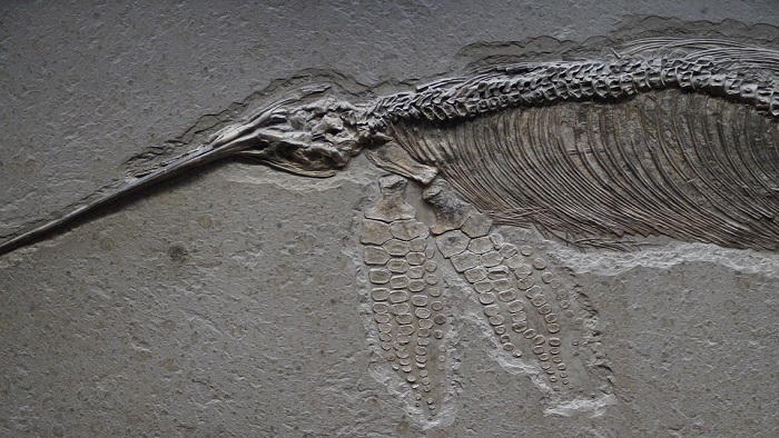 Los ictiosauros eran reptiles marinos que vivían con dinosaurios en la Era Mesozoica.