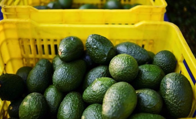 This was the first shipment of Colombian avocados to the United States.