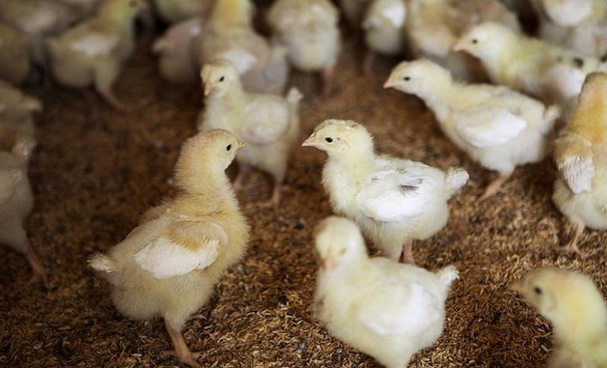 As part of the economic war against the Venezuelan people, the chicks were killed instead of bred for consumption.