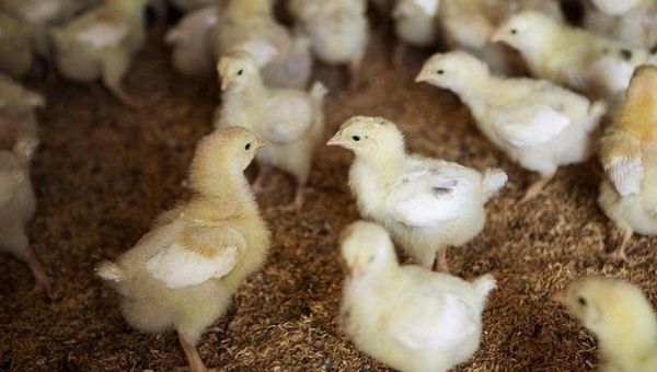 As part of the economic war against the Venezuelan people, the chicks were killed instead of bred for consumption.