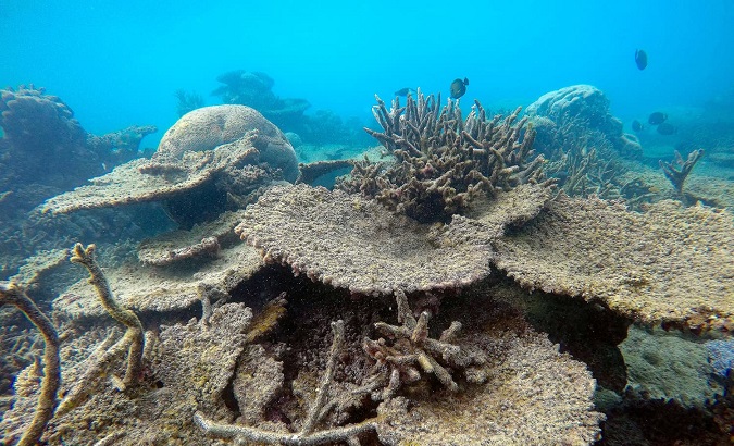 A dead table of corals killed by bleaching on Zenith Reef, on the northern Great Barrier Reef in Australia.