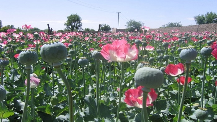 El informe de la UNODC de este 2017 indicó que la poca oferta laboral en Afganistán motivó a muchos agricultores a  expandir el cultivo de opio de amapola.
