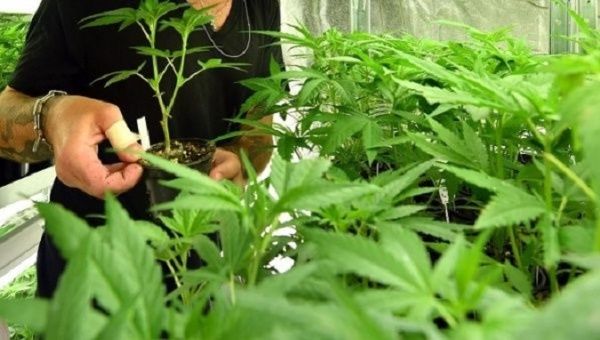 Peru's Congress voted to approve the use of medicinal marijuana last month.