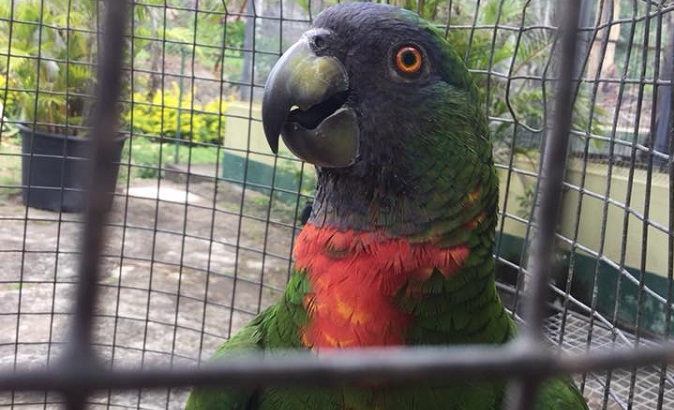 Jaco Parrot is one of the many birds recuperating in Dominica's Parrot Captive Facility.