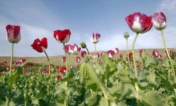 U.S. commander said they are not targeting farmers who are growing the poppy plants.