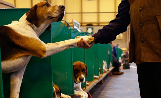 A dog and man shake hands at the Crufts Dog Show in 2013.