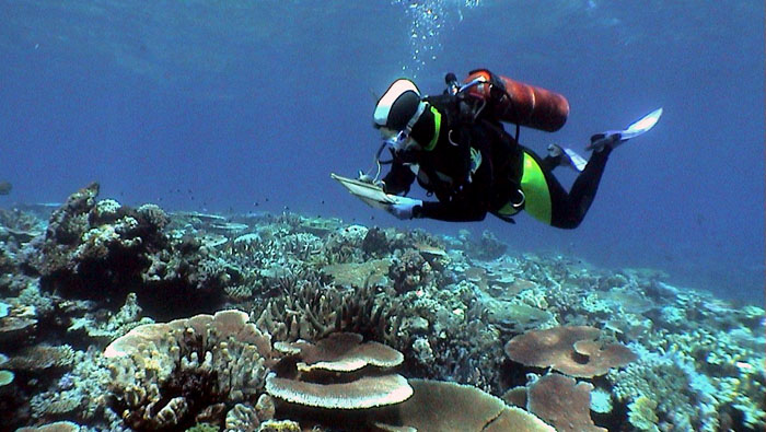 La Gran Barrera de Coral, la mayor estructura viva de la Tierra, sufre un segundo año consecutivo de blanqueamiento debido al cambio climático.