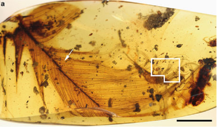 The Burmese resin in which 'Dracula's terrible tick' is trapped along with a dinosaur feather.