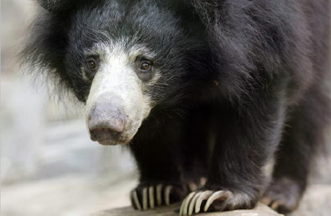 Insectivorous Sloth bears have shaggy, dusty-black coats with pale, short-haired muzzles.