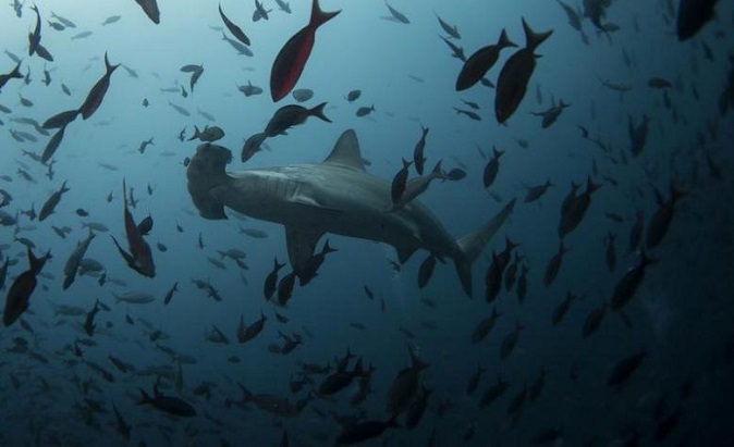 A hammerhead shark swims close to Wolf Island at Galapagos Marine Reserve, August 19, 2013.