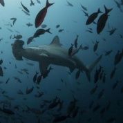 A hammerhead shark swims close to Wolf Island at Galapagos Marine Reserve, August 19, 2013. 
