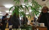 Así luce el dispensario de cannabis, Harborside, en Oakland, ciudad californiana.