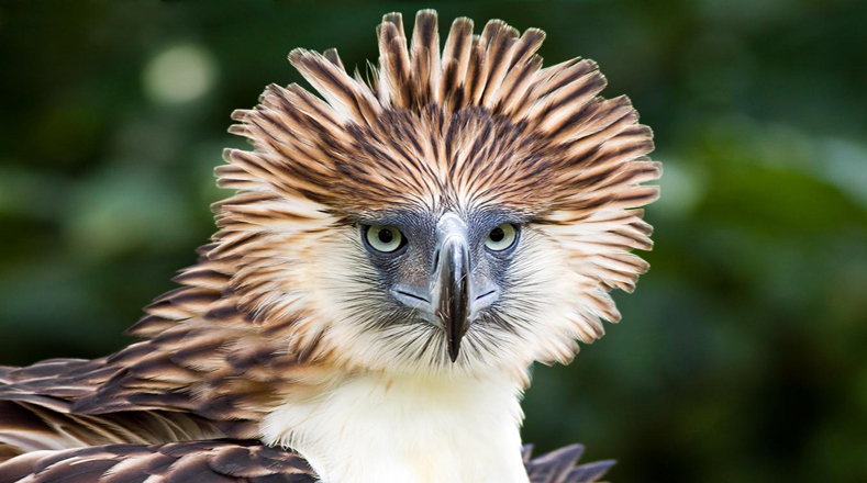 El águila filipina es una de las aves de rapiña más grandes y poderosas del mundo, pero al parecer pierde fortaleza porque los cazadores no le han dado tregua a pesar de ser protegida por el Estado por ser el ave nacional de Filipinas. 