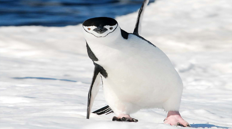 A pesar de también tener una película para generar conciencia, los pingüinos también están en peligro de extinción por varias razones; entre ellas figuran la caza, los derramamientos de petróleo y la destrucción de su hábitat natural, el clima y la falta de alimentos. 